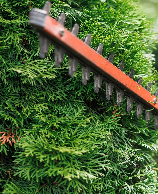 Lame de taille-haie orange coupant une haie de thuya verte, montrant l'action de l'entretien du jardin.